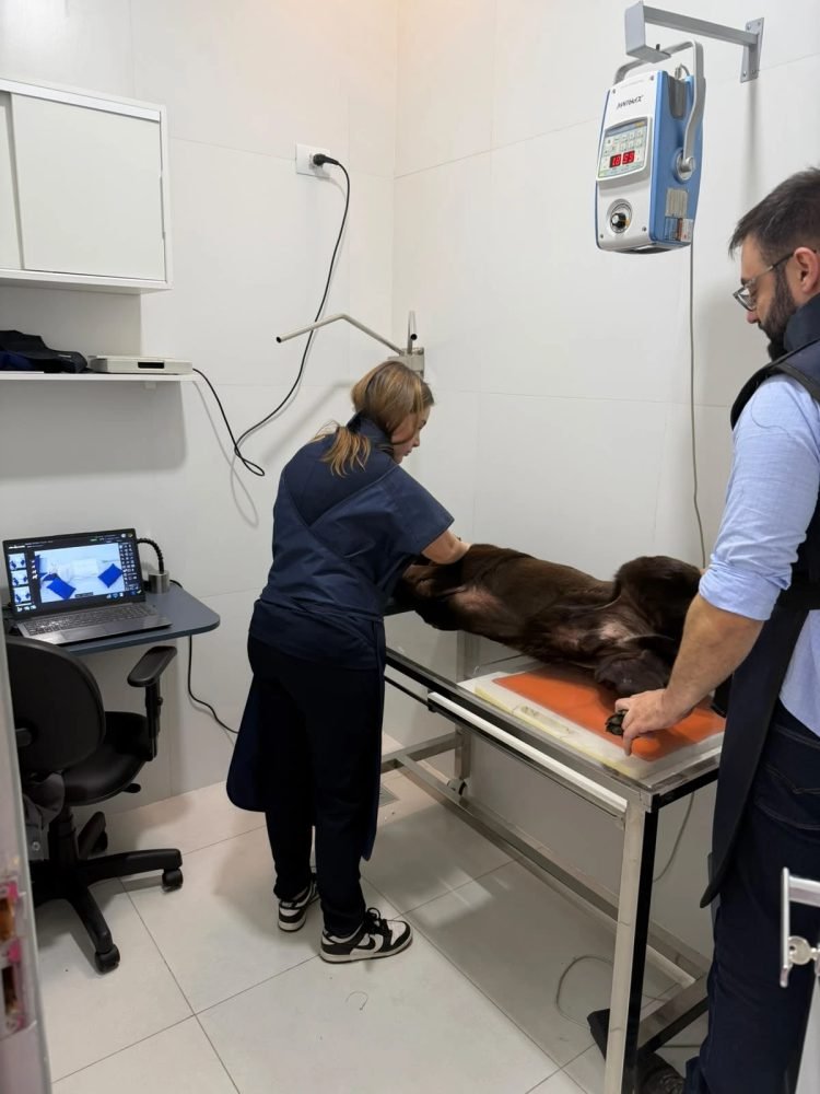 Equipe da ScanPet posicionando um cão para radiografia na unidade fixa