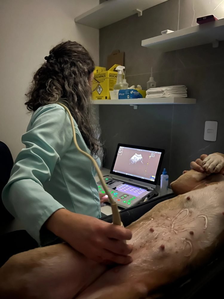 Médica-veterinária da ScanPet realizando ultrassonografia abdominal em um cão na unidade fixa