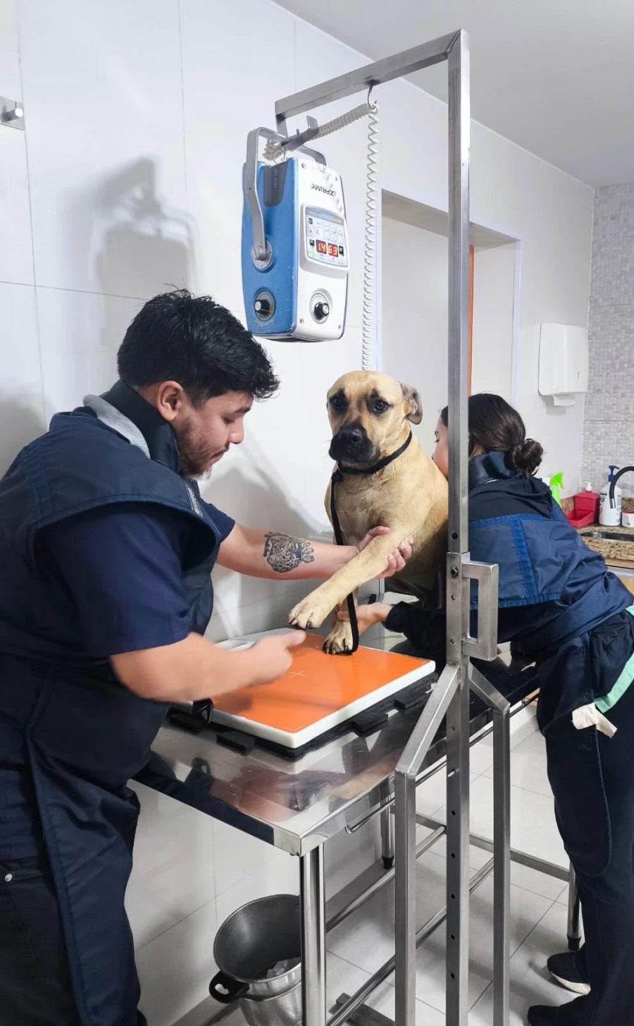 Equipe de radiologia volante da ScanPet posicionando um cão para raio-X em uma clínica parceira
